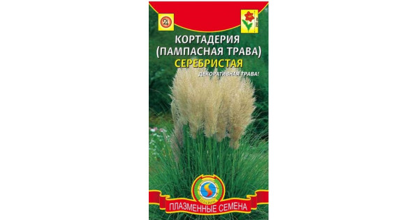 Пампасная Трава Купить В Интернет Магазине