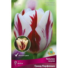 Тюльпан триумф Гранд Перфекшн
