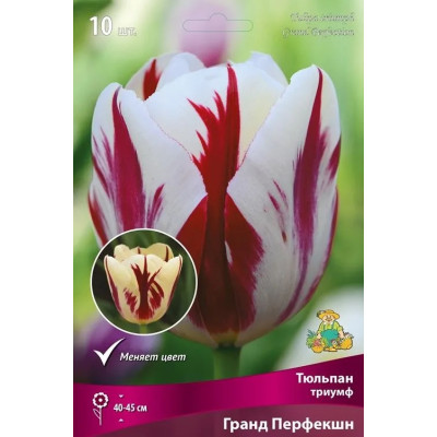 Тюльпан триумф Гранд Перфекшн