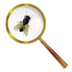 Несколько фактов о мухах