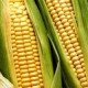 Семена кукурузы 