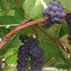 Саженцы винограда декоративного