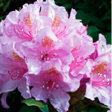 Рододендрон гибридный Алла