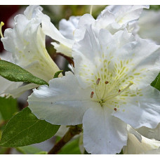 Азалия японская Адонис 