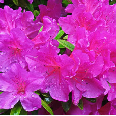 Азалия японская Гейша Пёпл 