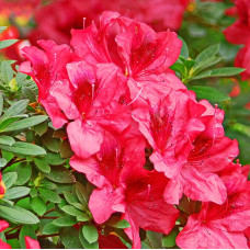 Азалия японская Викс Скарлет