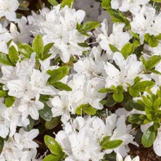 Азалия японская Хисако 