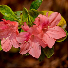 Азалия японская Блаувс Пинк