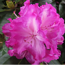 Рододендрон якушиманский Блюретта