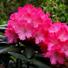 Рододендрон якушиманский Фантастика