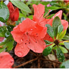 Азалия японская Гейша Ориндж 