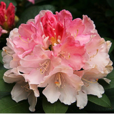 Рододендрон якушиманский Голден Точ