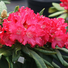 Рододендрон якушиманский Лихтфаер 