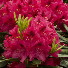 Рододендрон гибридный Нова Зембла