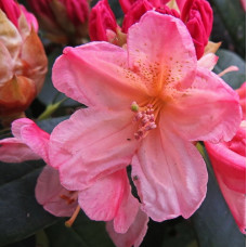 Рододендрон якушиманский Перси  Вайзмен