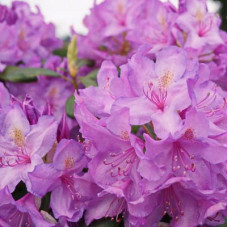 Рододендрон катевбинский Грандифлорум