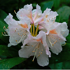 Рододендрон гибридный Канингемс Вайт