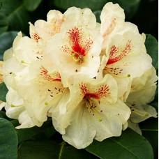 Рододендрон гибридный Голдбукет