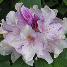 Рододендрон гибридный Эскимо