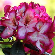 Рододендрон гибридный Миднайт мистик 