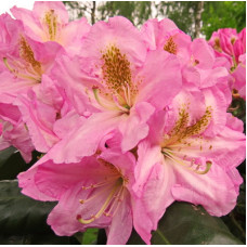 Рододендрон гибридный Синтиллейшн 