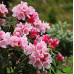 Рододендрон якушиманский Роза Вольке