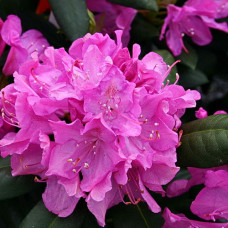 Рододендрон катевбинский Розеум Элеганс