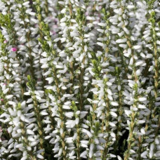 Вереск обыкновенный Алисия 