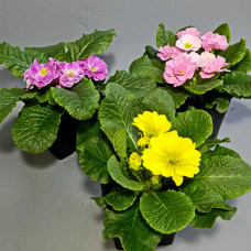 Примула микс