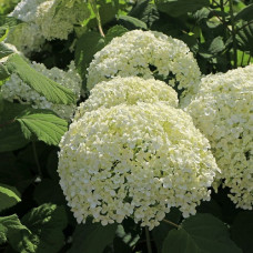 Гортензия метельчатая Вайт Лайт (Серия Патио) 