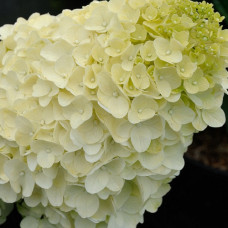 Гортензия метельчатая Скайфолл 