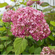 Гортензия древовидная Мэджикал Пинкербелл