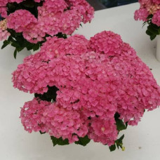 Гортензия крупнолистовая Амара 