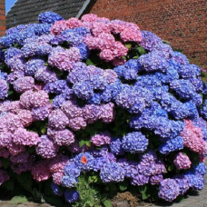 Гортензия крупнолистовая Букет Роуз 