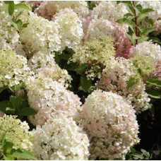 Гортензия метельчатая Коттон Крим 