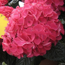 Гортензия крупнолистовая Гуйлин 