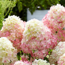 Гортензия метельчатая Саммэ Лав 