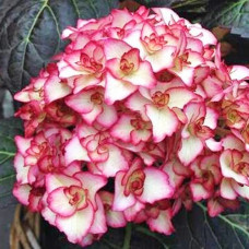 Гортензия крупнолистовая Мисс Саори 