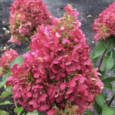 Гортензия метельчатая Пинки Промис 