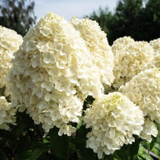 Гортензия метельчатая Саммэ Сноу 