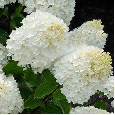 Гортензия метельчатая Шуга Раш