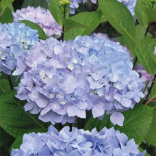 Гортензия крупнолистовая Со Лонг Эбони