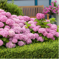 Гортензия крупнолистовая Со Лонг Рози (цветёт всё лето) 