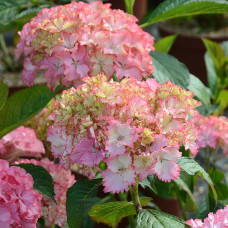 Гортензия крупнолистовая Со Лонг Санни (цветёт всё лето) 