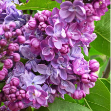 Сирень обыкновенная Перл фон Штутгарт 