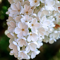 Сирень Рочестер