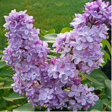 Сирень обыкновенная Великая Победа 