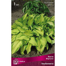 Хоста Форчуна Альбопикта