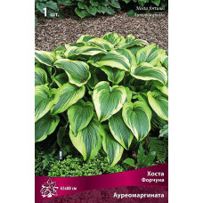 Хоста Форчуна Ауреомаргината