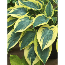 Хоста гибридная Отем Фрост